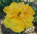 Tulipan pełny Yellow Pomponette żółty 5szt