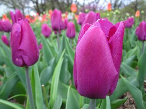 Tulipan Don Quichotte różowy 10szt