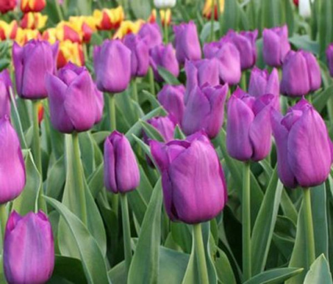 Tulipan Don Quichotte różowy 10szt