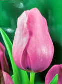Tulipan Don Quichotte różowy 10szt