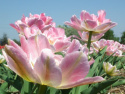 Tulipan pełny Foxtrot różowy 5sztuk