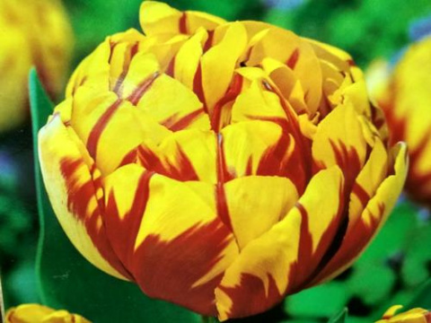 Tulipan pełny Yellow Margatitta żółty 10sztuk