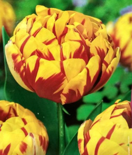 Tulipan pełny Yellow Margatitta żółty 10sztuk