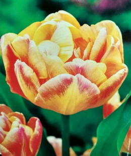 Tulipan pełny Foxy Foxtrot pomarańczowy 10 sztuk