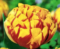Tulipan pełny Yellow Margatitta żółty 5sztuk
