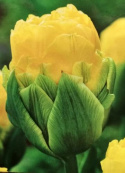Tulipan pełny Yellow Pomponette żółty 10szt