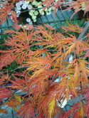 Klon palmowy 'Dissectum' na pniu