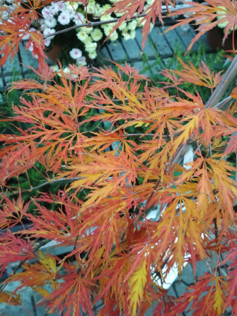 Klon palmowy 'Dissectum' na pniu