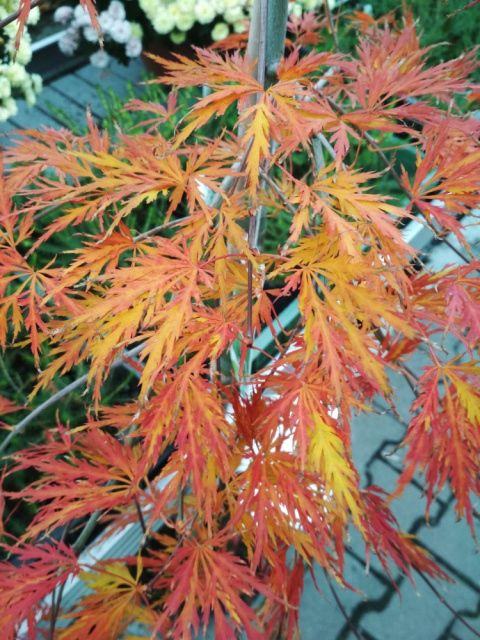 Klon palmowy 'Dissectum' na pniu