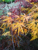 Klon palmowy 'Dissectum' na pniu