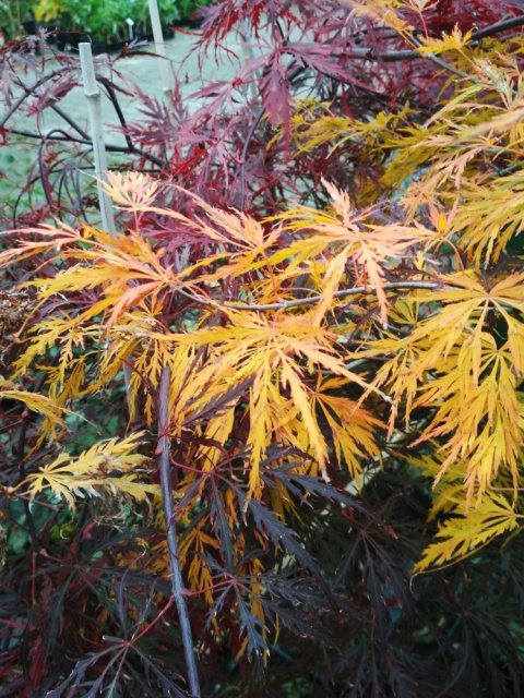 Klon palmowy 'Dissectum' na pniu