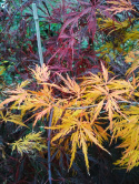 Klon palmowy 'Dissectum' na pniu