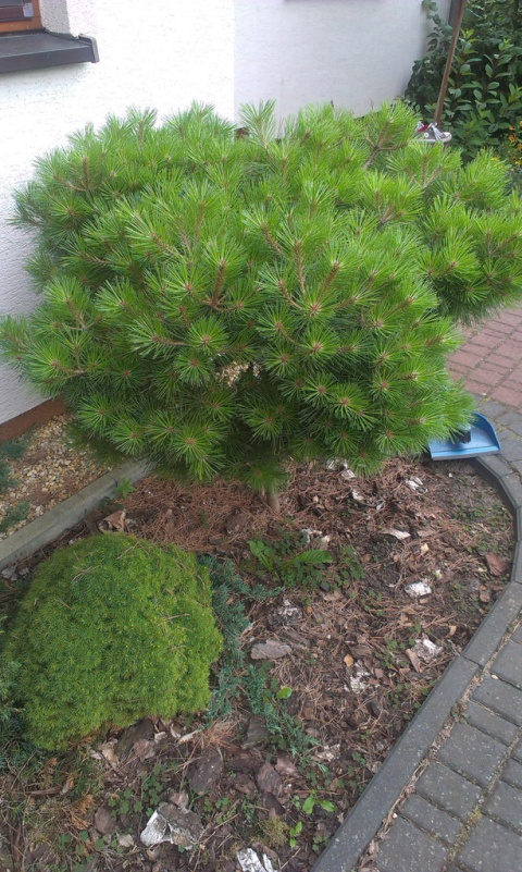 Nawóz granulowany do iglaków Sumin 5kg