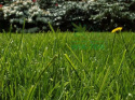 Nawóz granulowany extra zieleń do trawników Sumin 5kg