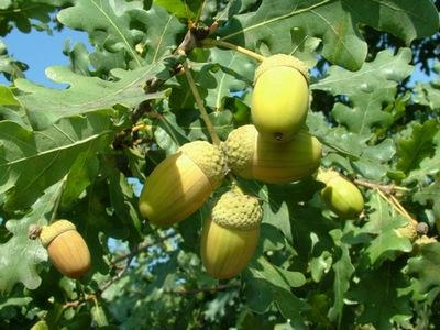 Nawóz granulowany uniwersalny do ogrodu 10kg Sumin