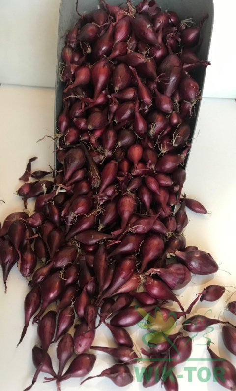 Cebula dymka czerwona 'Karmen' 0,5kg