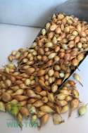 Cebula dymka żółta 'Efekt' 0,5kg