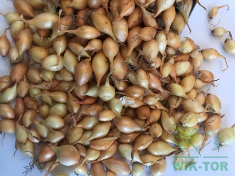 Cebula dymka żółta 'Efekt' 0,5kg