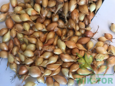 Cebula dymka żółta 'Efekt' 1kg