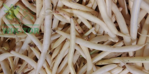 Fasola Golden Teepee 500g
