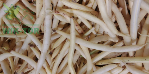 Fasola Sonesta 30g