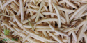 Fasola Sonesta 30g