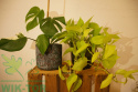 Florovit vital complex aplikator do roślin zielonych 30ml
