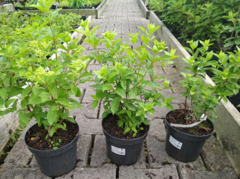 Hortensja bukietowa Little Alf