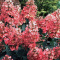 Hortensja bukietowa Wim's Red