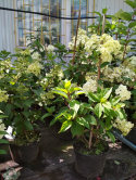 Hortensja bukietowa Wim's Red