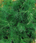 Koper ogrodowy Moravan 0,5kg