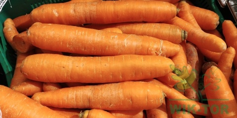 Marchew Berlikumer 2 Perfekcja 100g