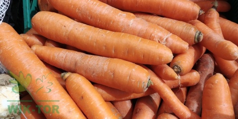 Marchew Berlikumer 2 Perfekcja 100g