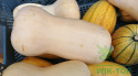 Nawóz granulowany do pomidorów i innych warzyw Sumin 1kg