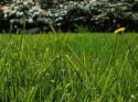 Nawóz granulowany do trawników 5kg+20% GRATIS Sumin