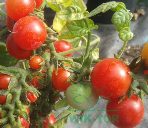 Obornik owczy granulowany 4,5l Florovit