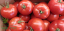 Organiczny nawóz do pomidorów Agrecol 1kg Viano