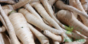 Pietruszka korzeniowa Berlińska 500g