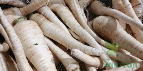 Pietruszka korzeniowa Berlińska 500g