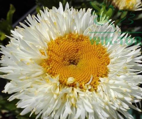 Florovit Polna Łąka 940g