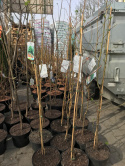 Ambrowiec amerykański Liquidambar styraciflua