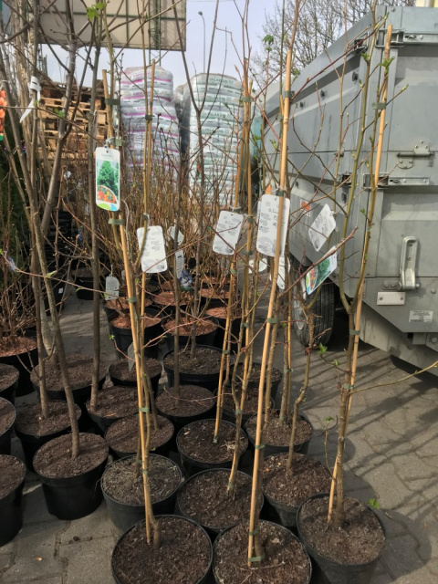 Ambrowiec amerykański Liquidambar styraciflua