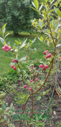 Borówka wysoka amerykańska Pink Lemonade