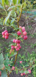 Borówka wysoka amerykańska Pink Lemonade