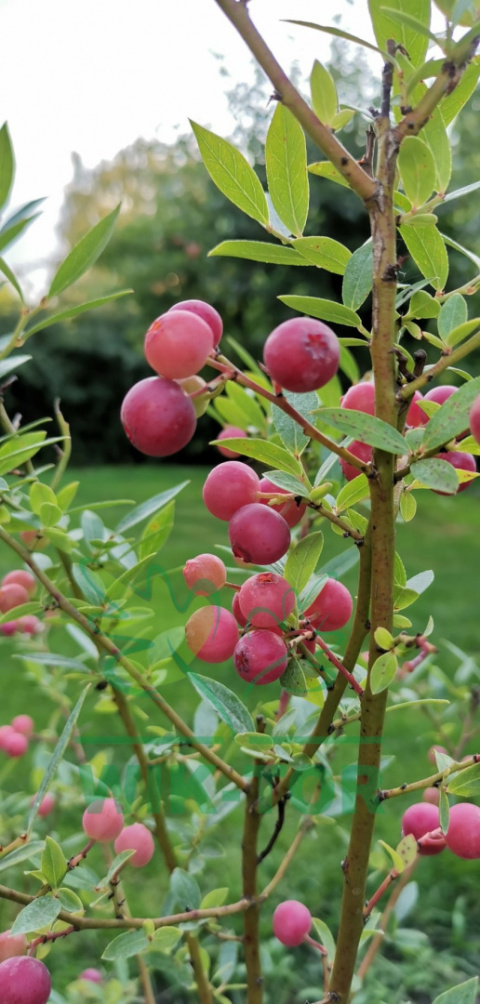 Borówka wysoka amerykańska Pink Lemonade