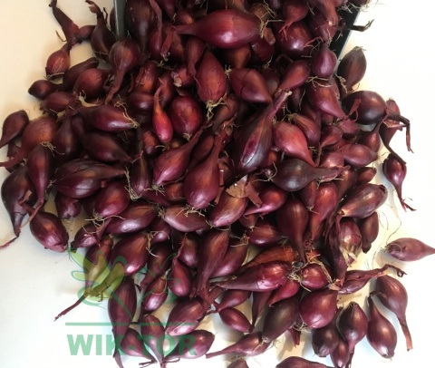 Cebula dymka czerwona 'Karmen' 250g