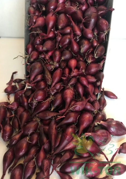 Cebula dymka czerwona 'Karmen' 250g
