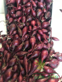 Cebula dymka czerwona 'Karmen' 250g