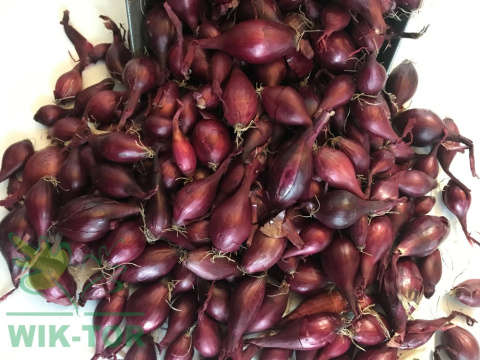 Cebula dymka czerwona 'Karmen' 250g