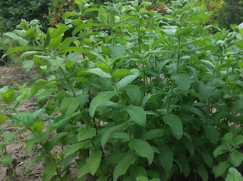Florovit Bio nawóz do warzyw, owoców i ziół 0,5kg